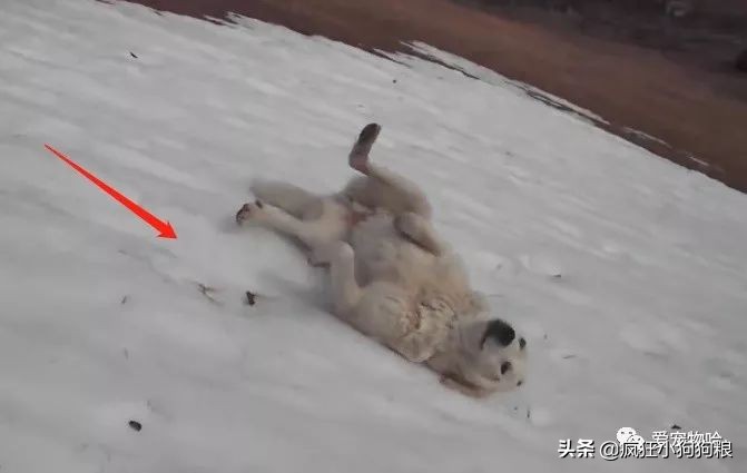 金毛自娱自乐嗨翻天,金毛社交行为