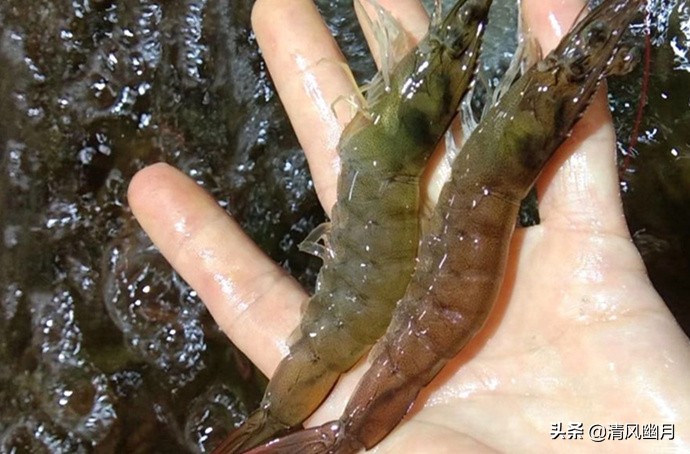 鲜虾冷冻虾头怎么处理,鲜虾千万不要直接冷冻