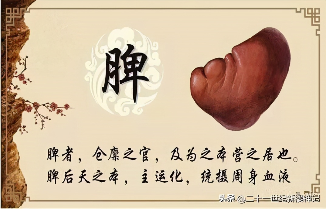 性命之谜(廿四)脾脏:五脏中的小透明,却有大名鼎鼎的神灵代表