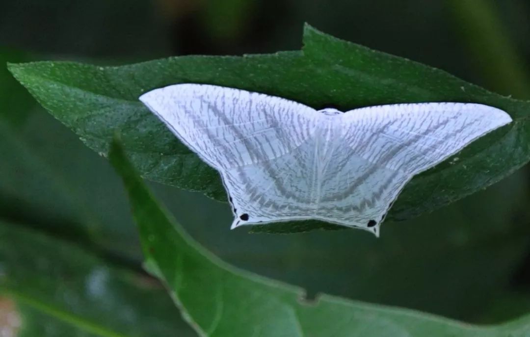 传说中的蛊虫真的有吗,传说中的扑棱蛾子