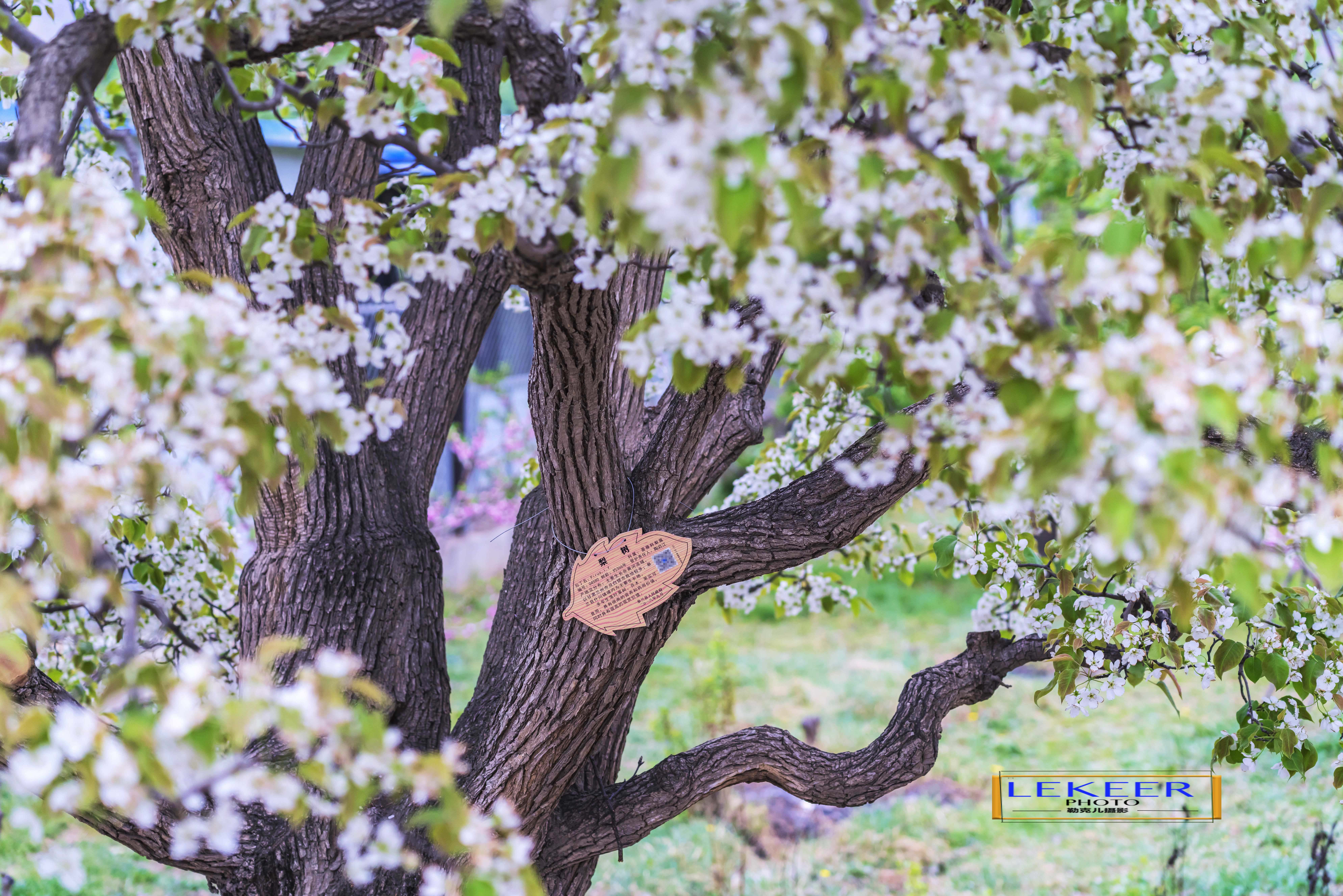 大西北戈壁滩怎么形成的,我国西北地区大戈壁滩形成原因