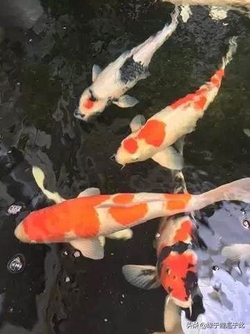 锦鲤长白毛最快的治疗方法,治疗锦鲤鱼病特效药