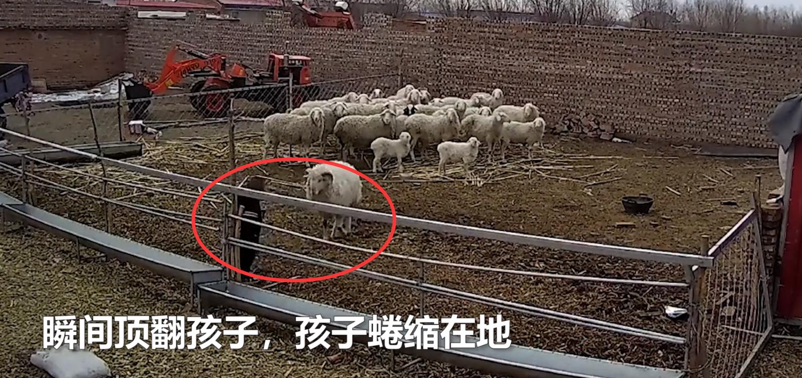 幼童误入羊圈,遭发疯大角公羊5次猛撞掀翻!幼童满头是血令人揪心