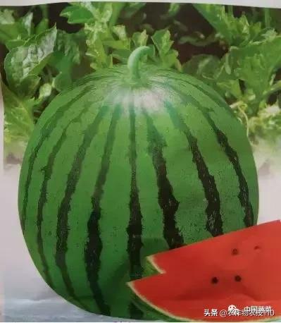西瓜栽培技术有哪些,西瓜栽培技术全面的文字解释