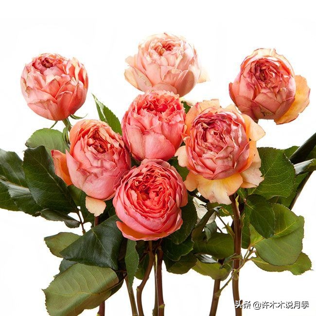 月季扦插发芽又枯萎是什么原因,月季扦插的都发芽了怎么就蔫了