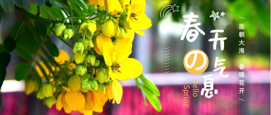 「多图」春天来了!北海街头的三角梅、黄花风铃开得好艳