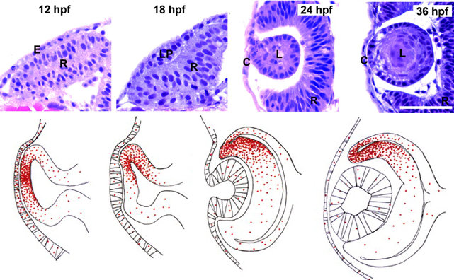 复杂的眼睛是反对进化论的证据？其实它恰好反映了进化的粗糙