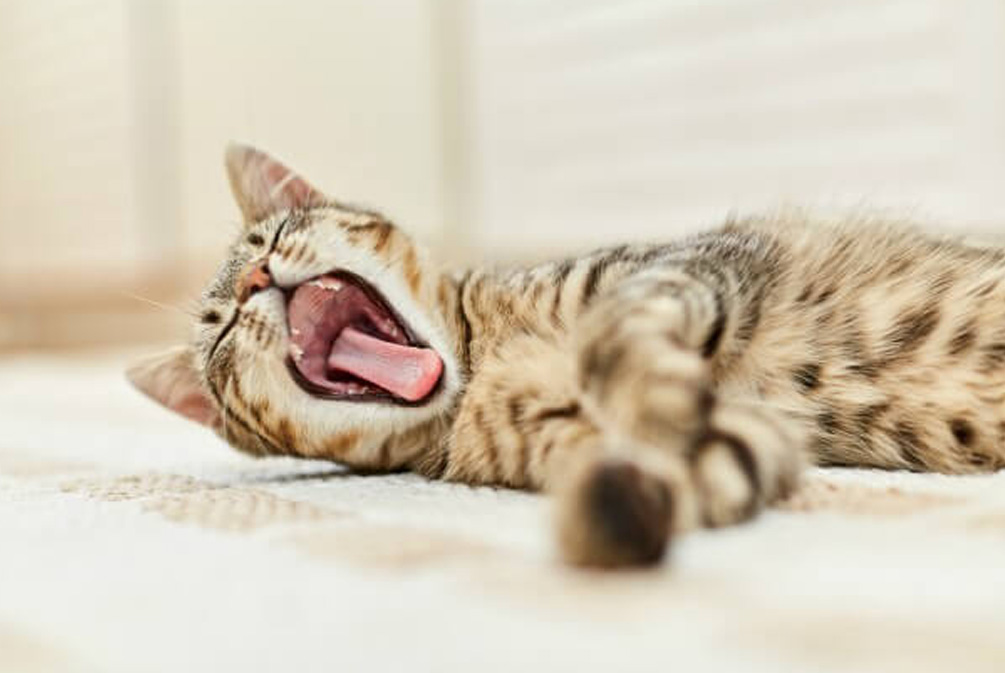 猫咪口臭的解决方法在家,猫咪口臭的原因及治疗