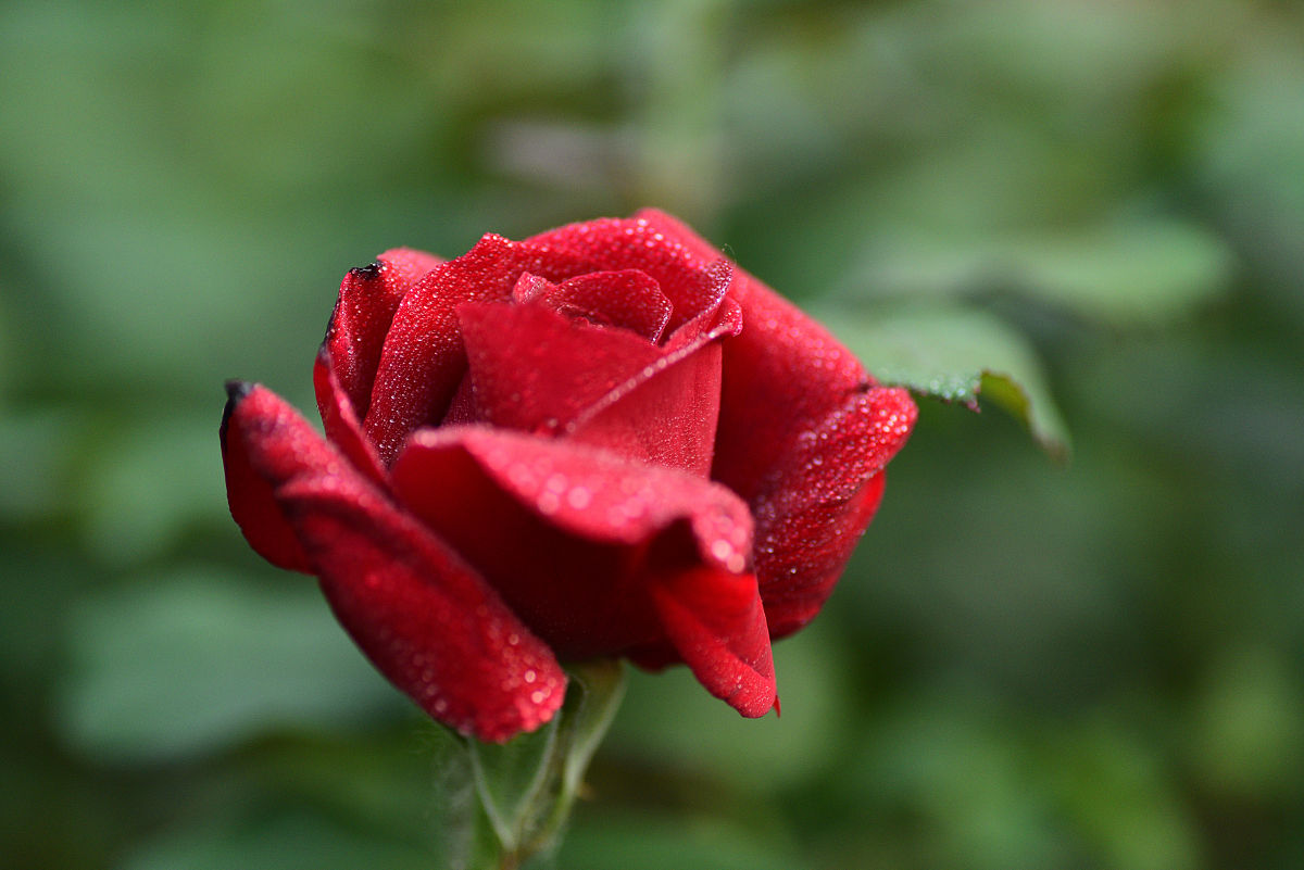 月季花枝干枯黄怎么回事,月季冬末春初为什么枝条干枯