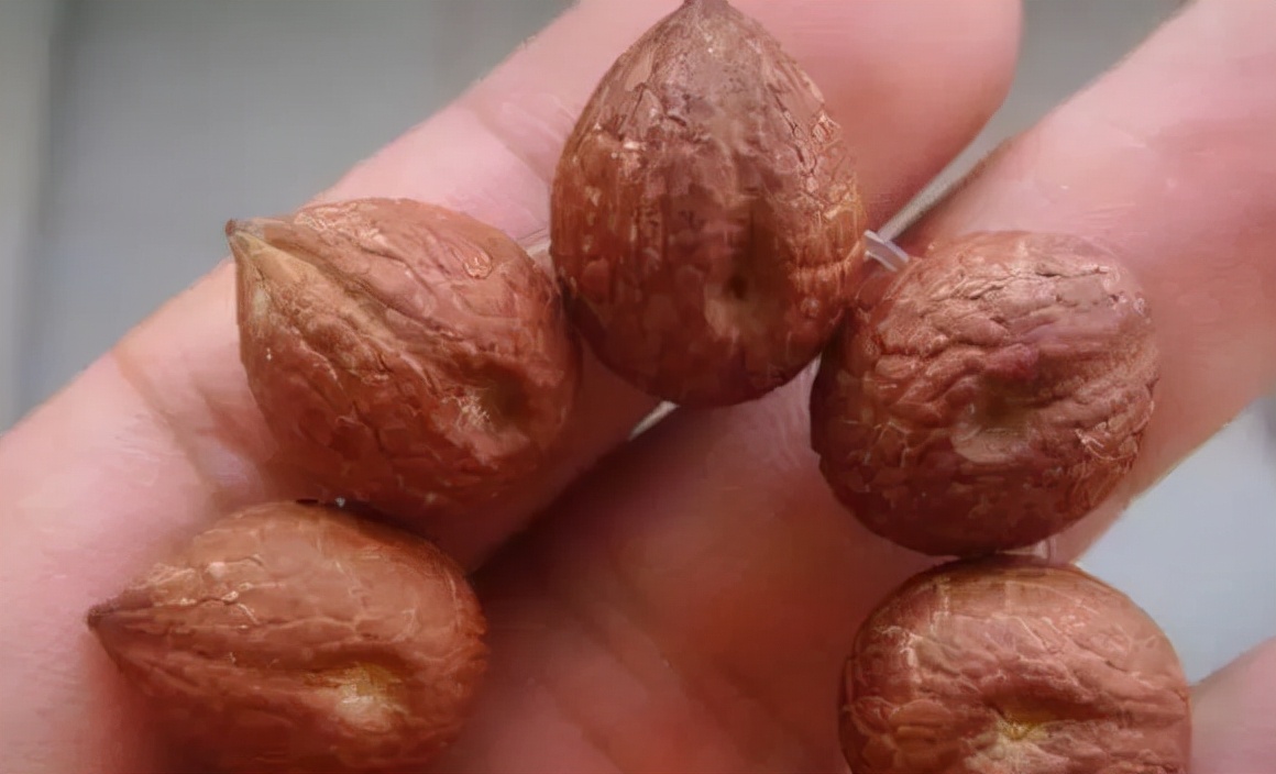 冷门菩提图片大全,比较少见的菩提