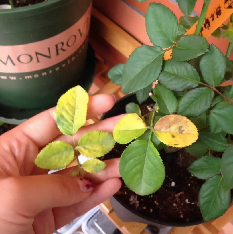 新手应该掌握的12个养花技巧,养花技巧记住这4点才算入门