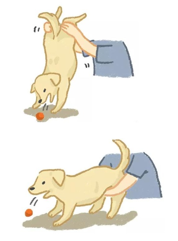 居家狗狗生活训练,日常护理狗狗皮肤不瘙痒