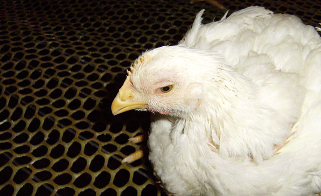 鸡为什么肿眼睛喂什么药,鸡的眼睛肿了要怎样处理