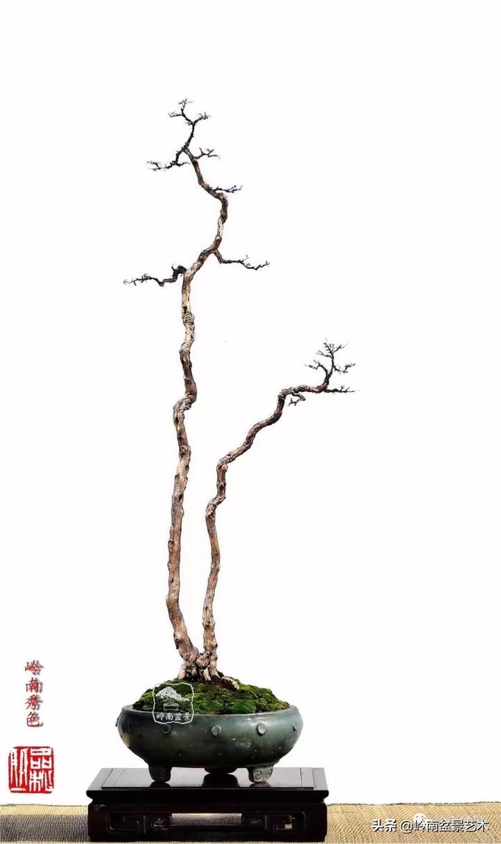 双干树,双干型果树