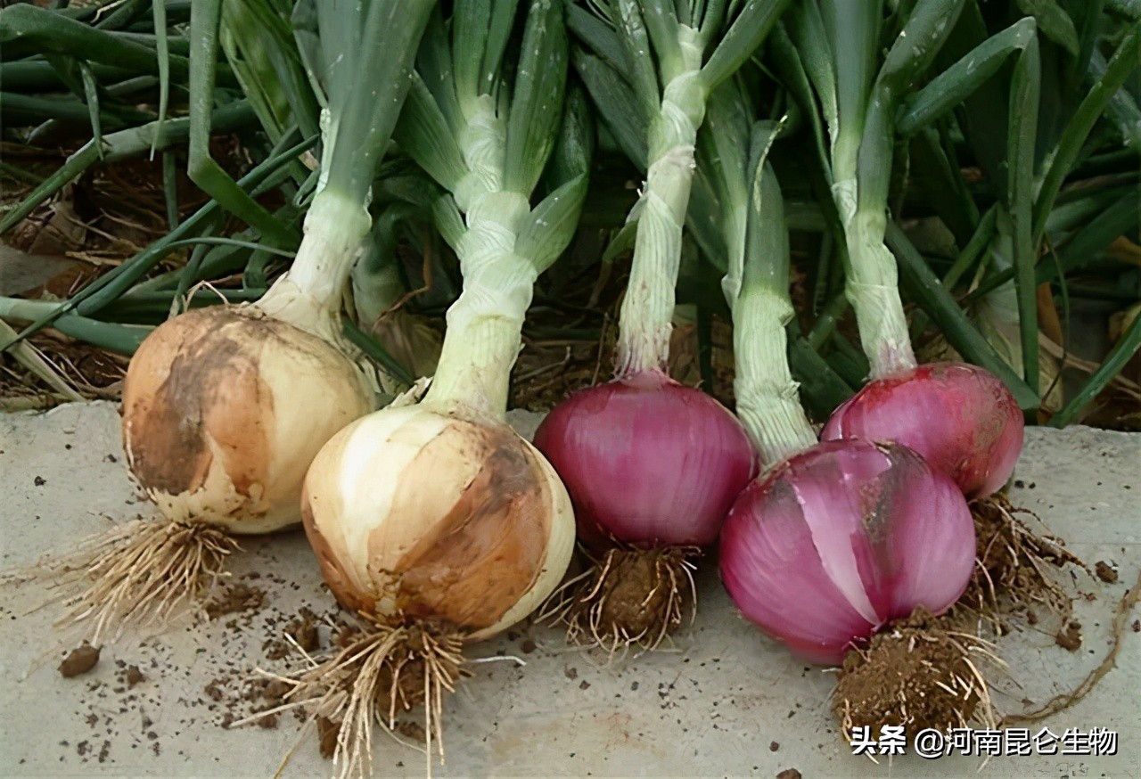 洋葱烂根黄叶怎么治,洋葱枯萎病