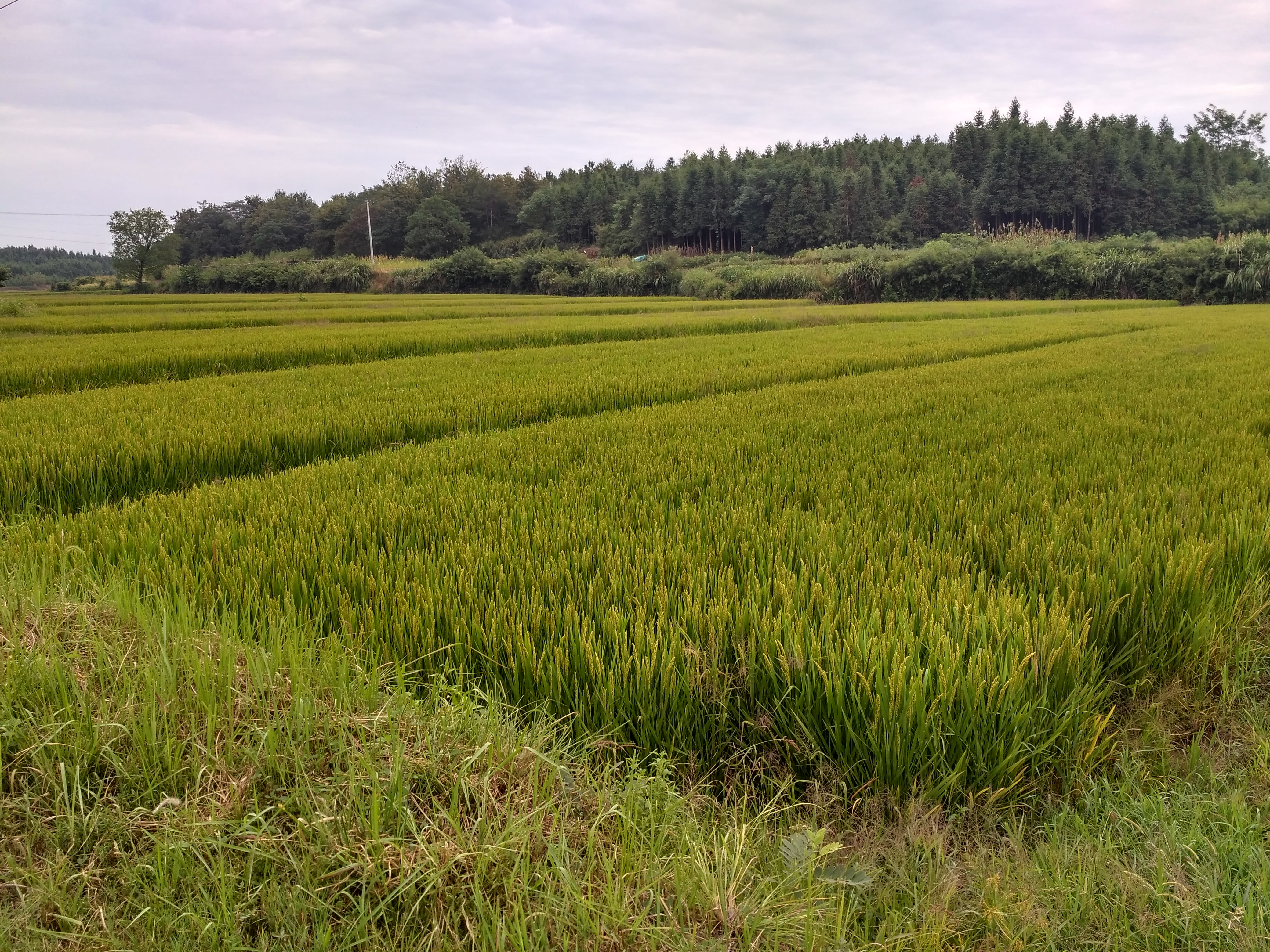 铜陵市义安区天门镇龙云村,安徽铜陵龙云村
