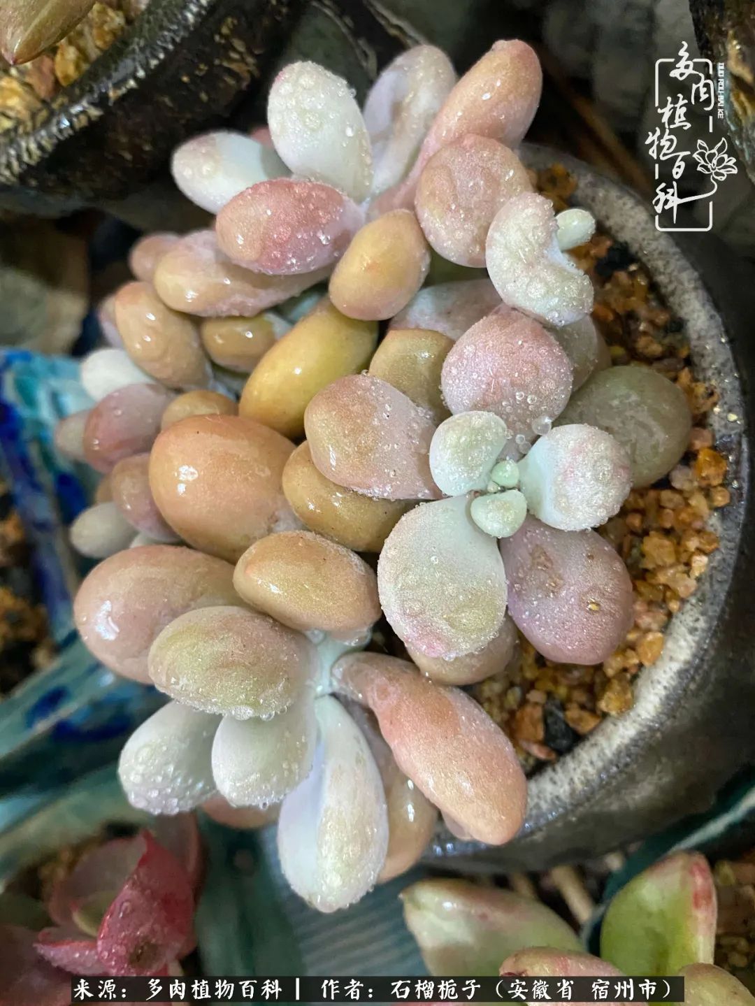 治愈系多肉：何以解忧，唯有多肉