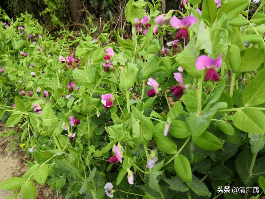 酢浆草叶子枯萎怎么办,豌豆苗蔫儿了如何抢救