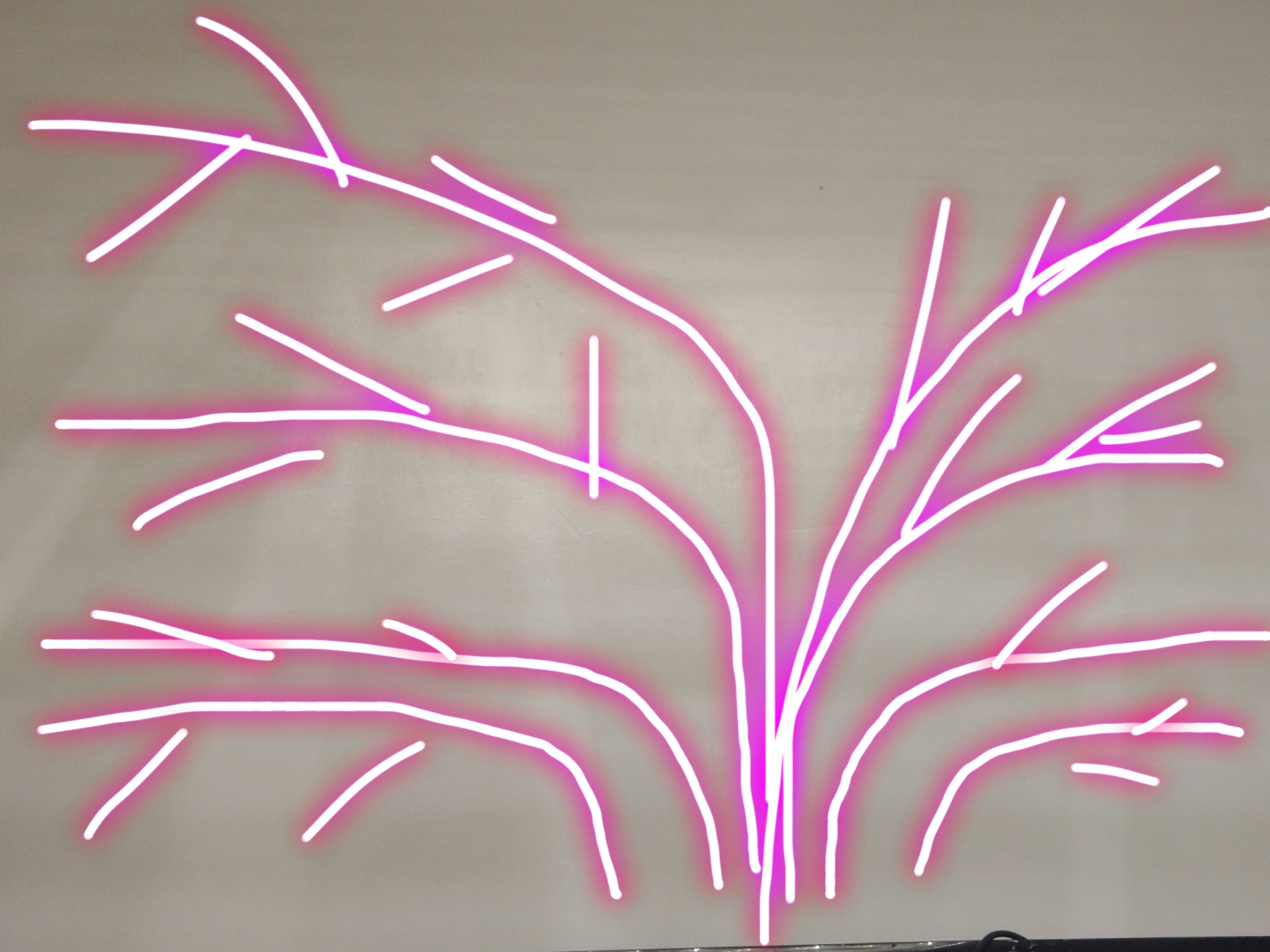 藤本月季冬季修剪时间及方法,藤本月季冬季如何修剪枝