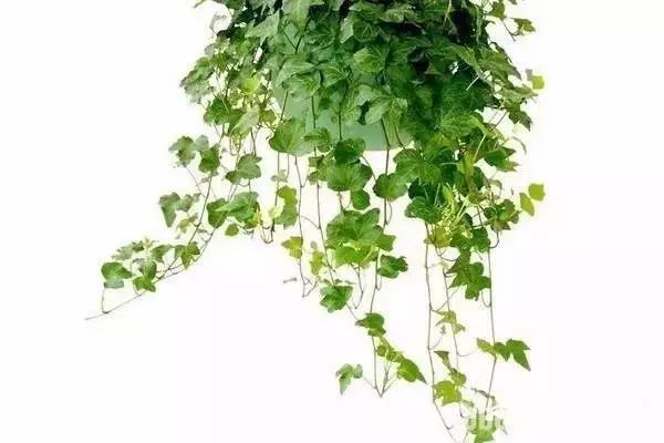 适合放卧室的高大植物,放在卧室的植物养眼