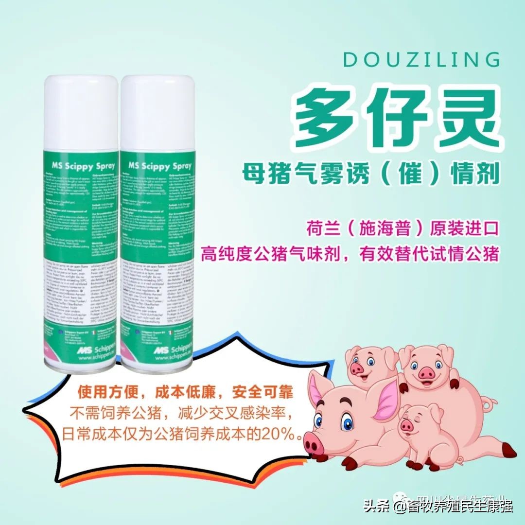 「多仔灵」公猪气味剂使用方案（附使用视频）