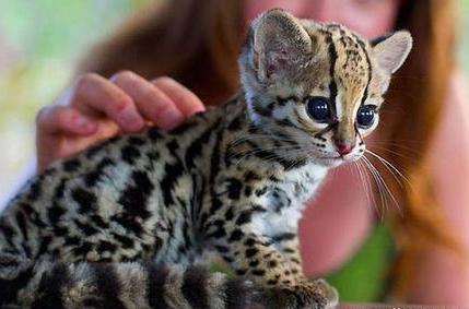 霸气侧漏的猫！可以在树上生活一辈子，想养的是真飘了