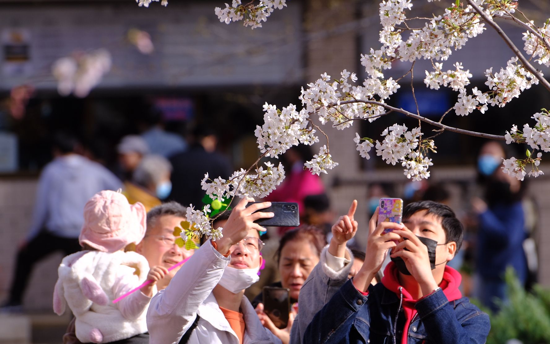 樱花与樱桃的区别,樱花与樱桃有啥区别