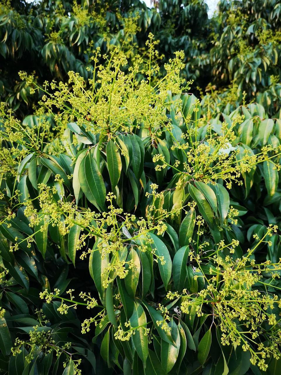 中国荔枝哪里好吃,哪个地方的荔枝最好吃最出名