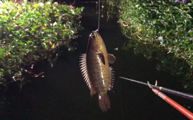 美味但少有人吃，有着强悍的“鱼生”，却被钓鱼人叫成“过街鼠”