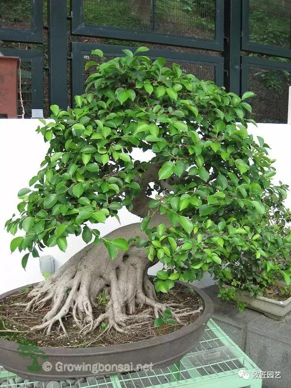 提根盆景造型大全大图,漂亮的提根盆景图片