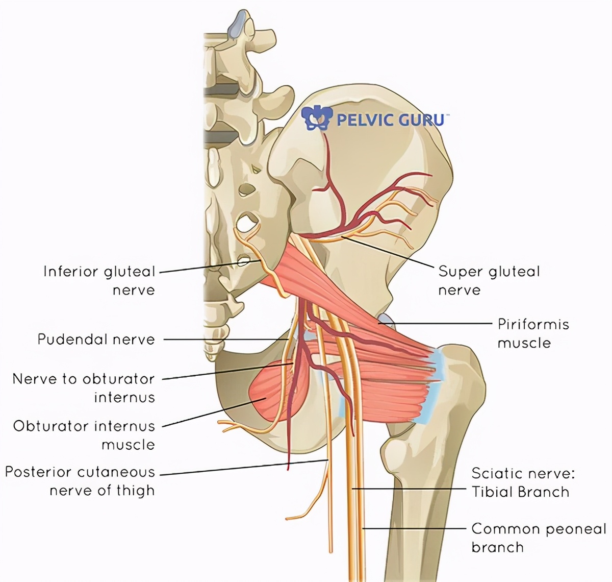 张雨绮怎么瘦成吴谨言了,张雨绮瘦的时候