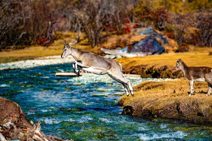 去四川稻城亚丁旅游攻略图解大全,去稻城游玩攻略