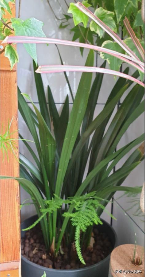 武汉养花技术哪里培训,北京养花小技巧