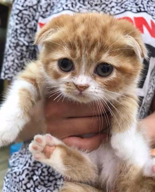 猫咪泪痕分泌物红棕色,猫咪的泪痕把毛染黄了