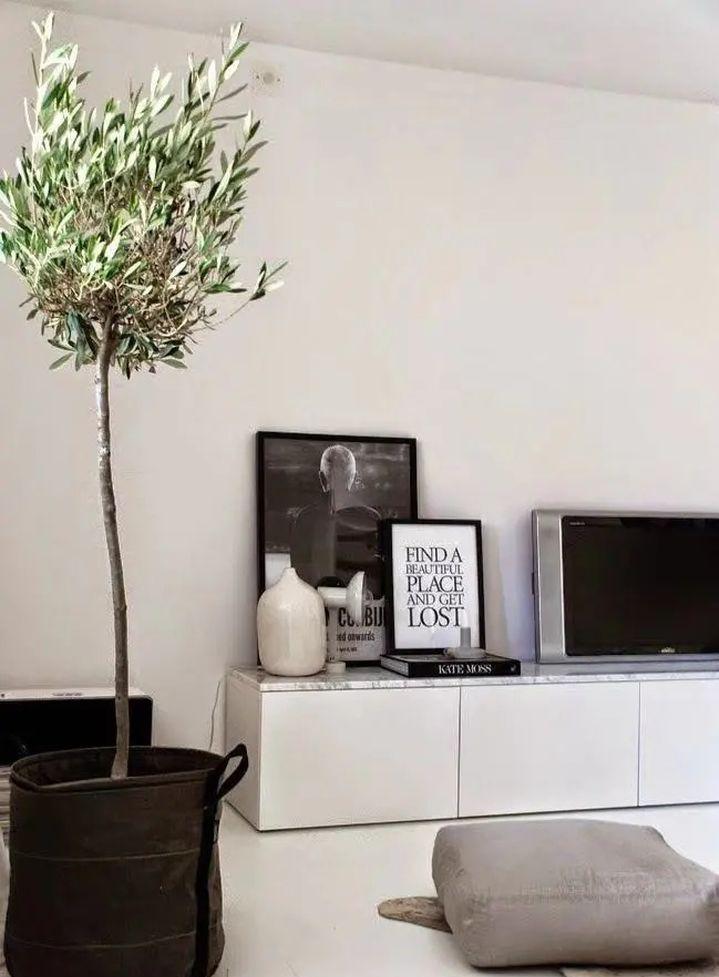 养死绿植的主要原因,绿植养护常见疾病及处理方法