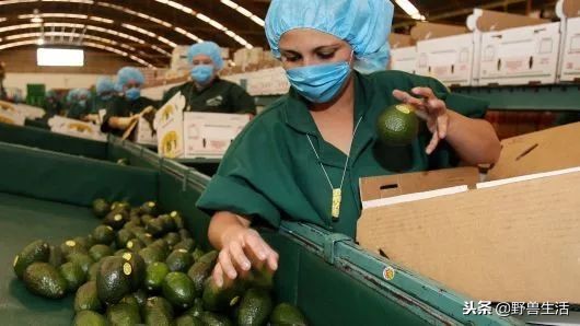 牛油果是真有营养还是虚假宣传,被捧上天却毫无作用的食物