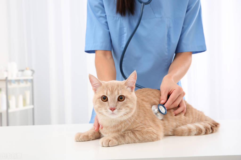 母猫咪乱尿的原因和解决方法,猫咪绝育后还是乱尿怎么回事
