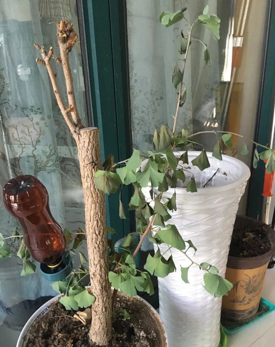 夏天被紫外线晒伤怎么办,夏天植物晒伤了怎么办