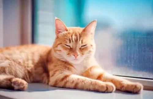 合租室友养猫很吵怎么说,合租室友养猫在客厅怎么处理