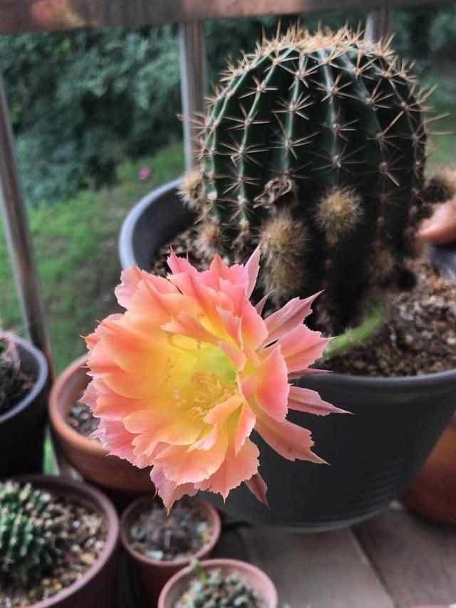 露养的仙人球怎么过冬,露养养多肉需要注意什么