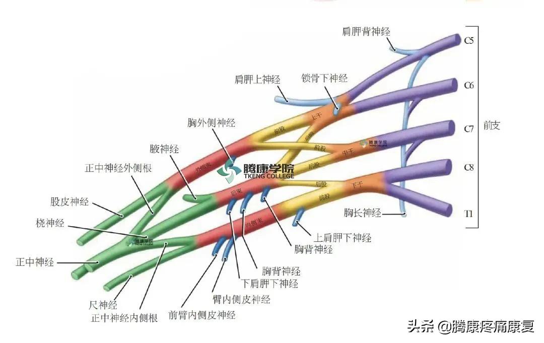 最全！脊神经系统汇总