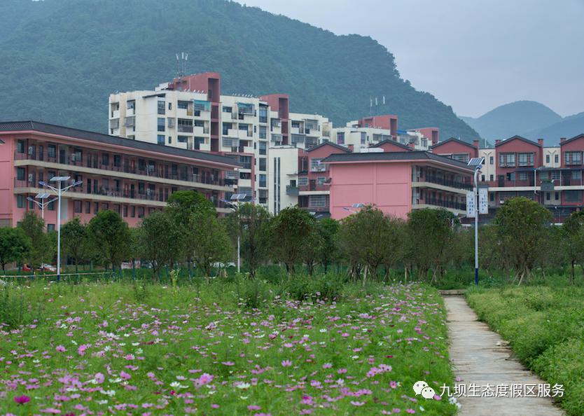 格桑花海古风视频,九坝格桑花图片