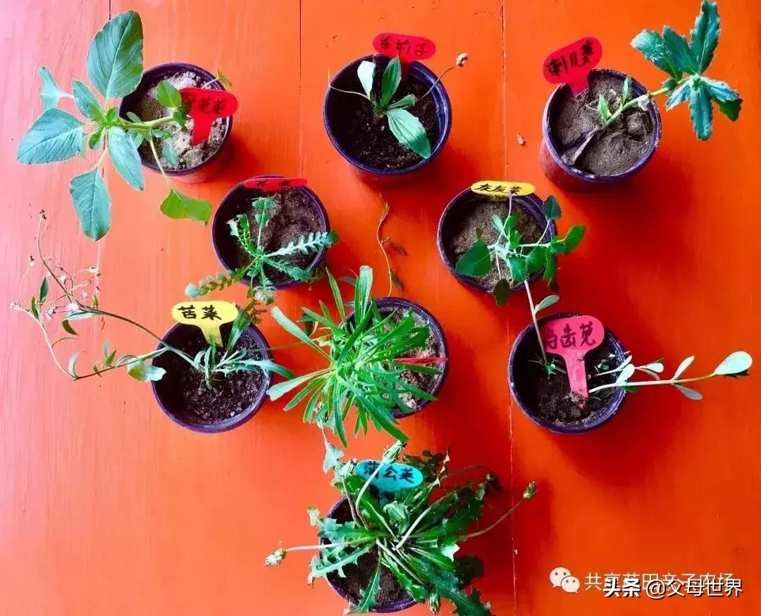 国内不太偏的亲子小众旅游 (全球最适合亲子游的十大旅游胜地)