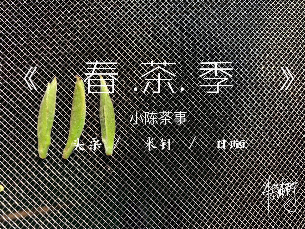 白毫银针和金骏眉是同一种茶底吗,绿茶龙井红茶金骏眉白茶白毫银针