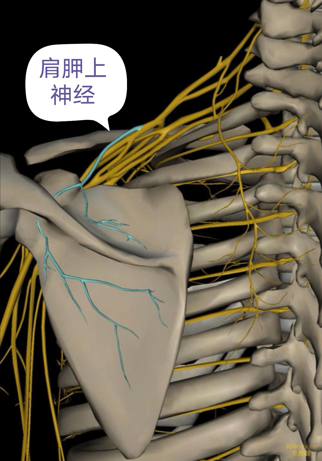 冈上肌损伤和肩周炎治疗方案,肩周炎冈上肌损伤怎么锻炼
