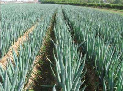 葱得了大葱锈病还能吃吗,葱黄锈病怕什么