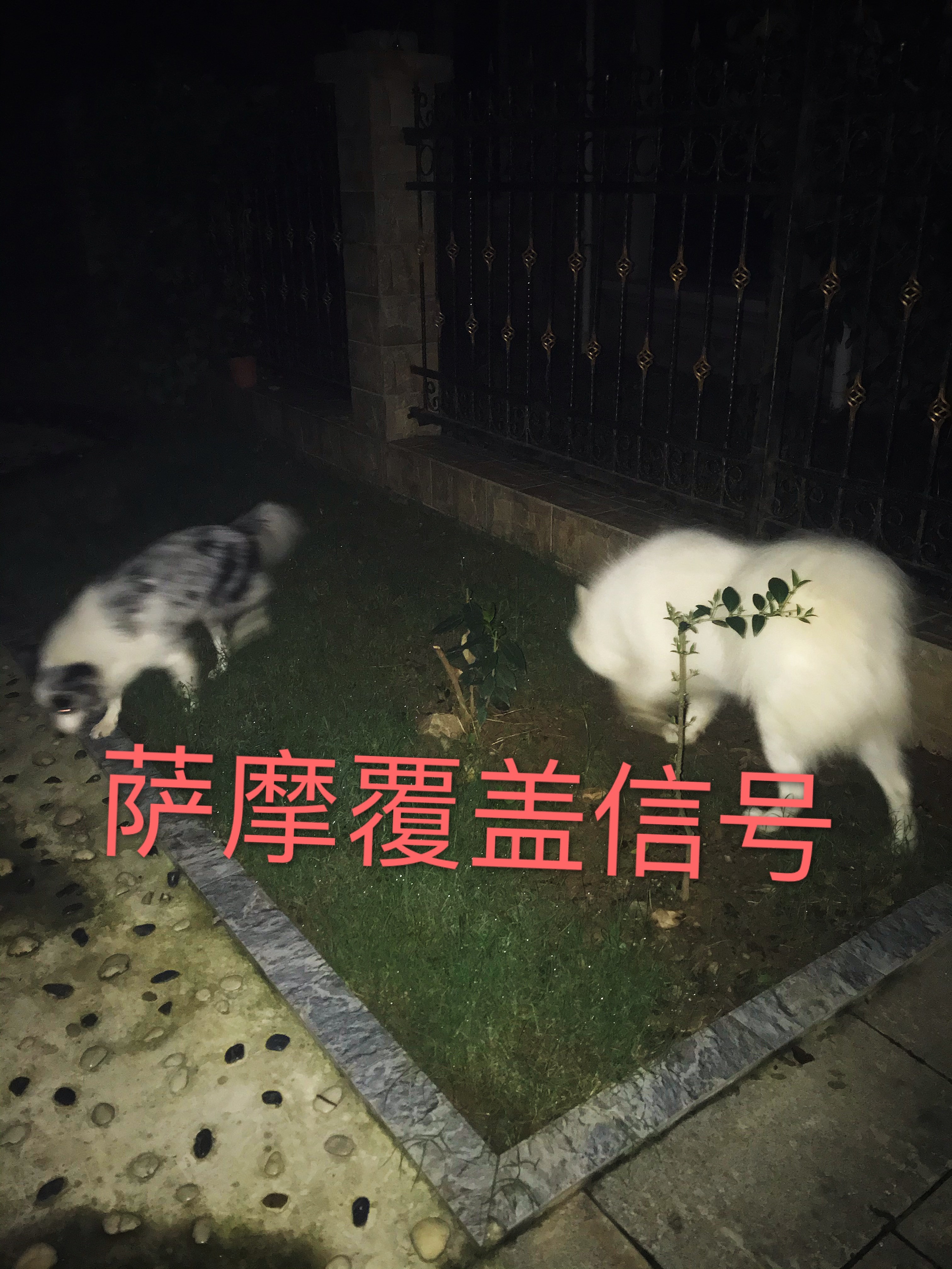 狗狗在家里随地大小便怎么办,下雨天狗狗不在家里大小便怎么办