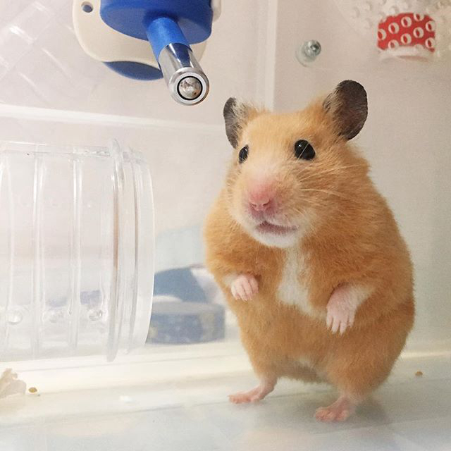 仓鼠夏天如何预防高温天气,仓鼠肚皮湿湿的中暑了怎么办