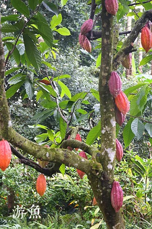 希尔顿兴隆湖,希尔顿酒店兴隆店