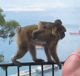 搞笑动图gif狗,搞笑动图gif兔子